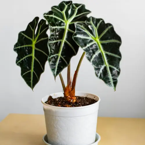 [Alocasia × amazonica 'Polly'] Alocasia polly plant