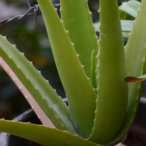 [ALV6] Aloe vera plant
