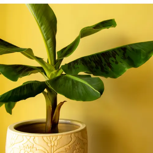[Musa × paradisiaca] Banana plant