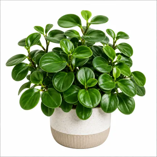 [Peperomia obtusifolia] Baby rubber plant