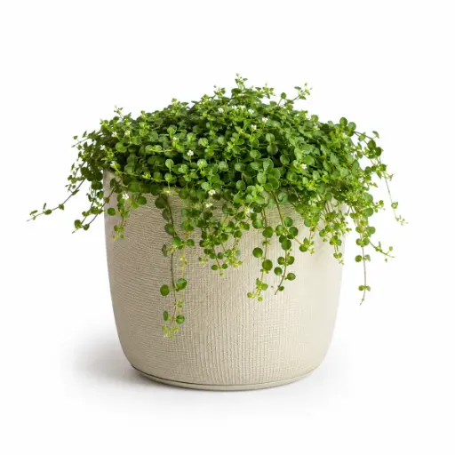 [Soleirolia soleirolii] Baby’s tears plant