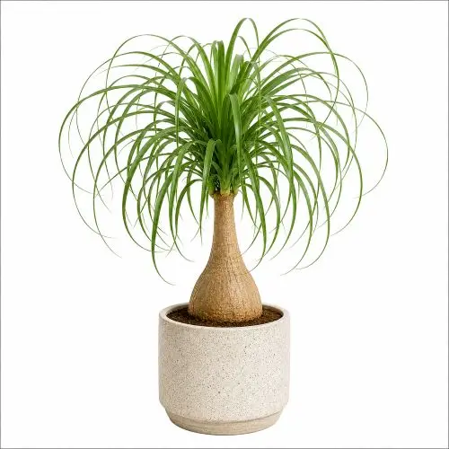 [Beaucarnea recurvata] Ponytail palm plant