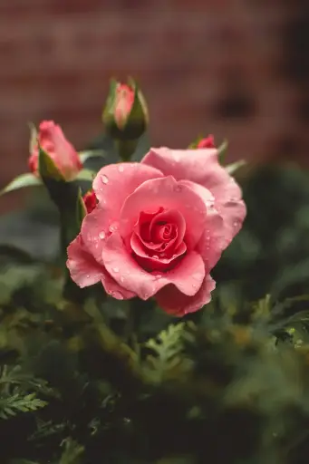 [Rosa] Rose plant (any color)