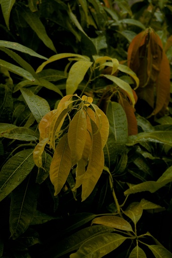 [MNG6] Mango plant