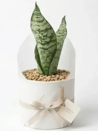 [Dracaena zeylanica] Snake plant gift pot