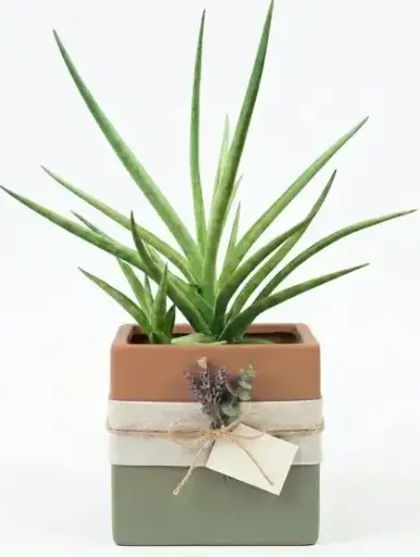 [SFW] Sansevieria Fernwood