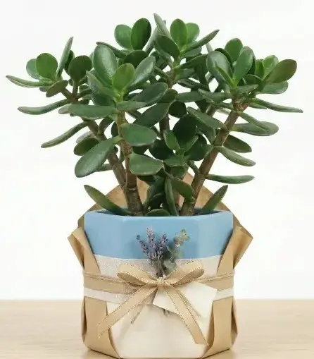 [JDP] Jade plant GIFT POT