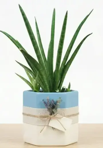 [Sansevieria cylindrica 'Medusa'] Medusa snake plant GIFT POT