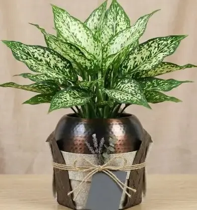 [AGSW] Aglaonema snow white plant GIFT POT