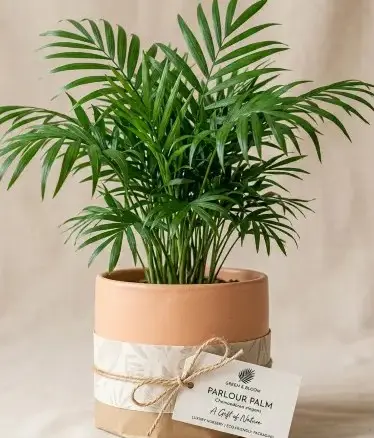 [Chamaedorea elegans] Parlour palm plant GIFT POT