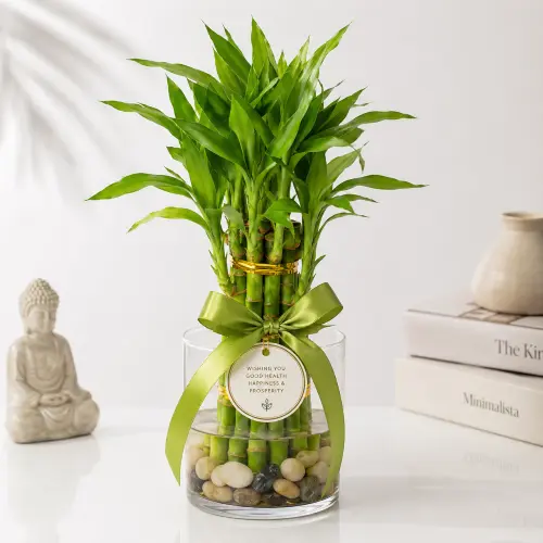 Lucky bamboo plant GIFT POT 