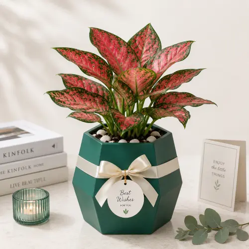 [Aglaonema 'Pink Valentine'] Aglaonema pink plant GIFT POT