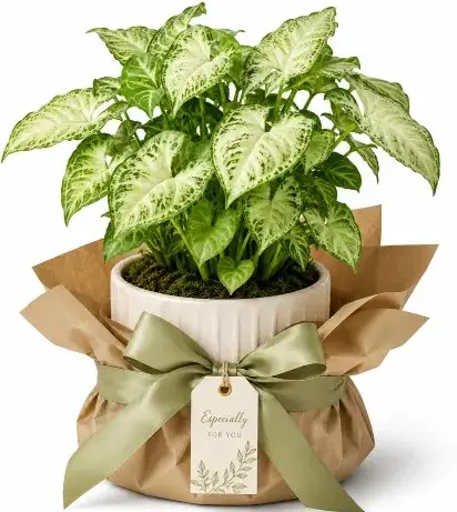Syngonium plant GIFT POT