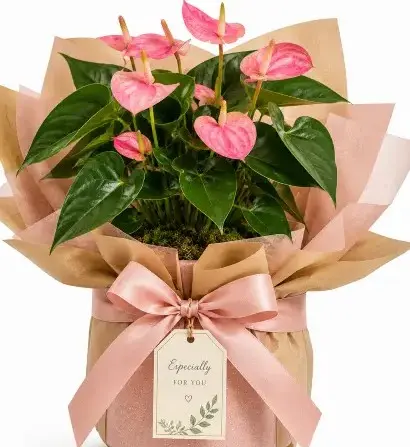 [Anthurium andraeanum] Anthurium pink plant GIFT POT