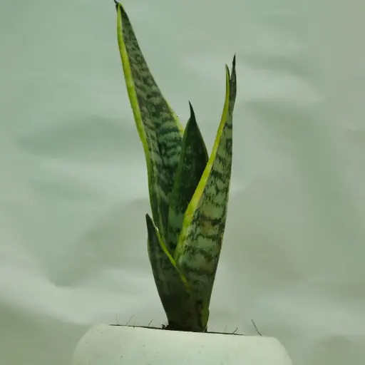 [SNP6] Snake plant 