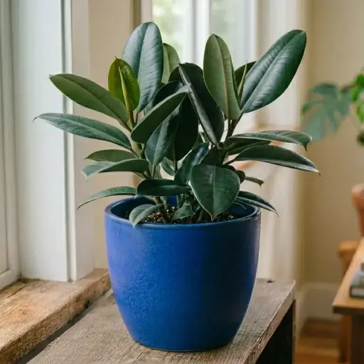 [RBP] Rubber plant
