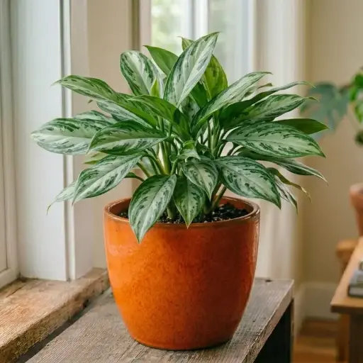 [ASW] Aglaonema plant (any var.)
