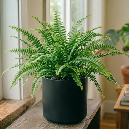 [BOF] Boston fern plant