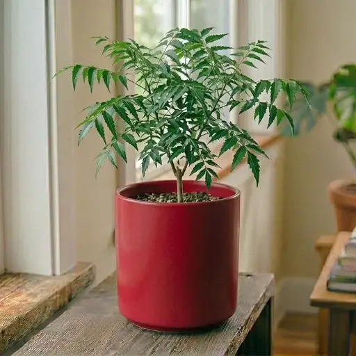 [Azadirachta indica] Neem plant