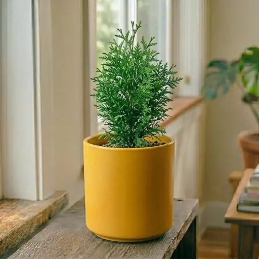 [arborvitae or cedar] Thuja / Morpankhi plant