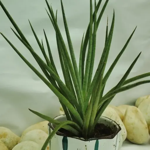 [SFW6] Sansevieria 'Fernwood'